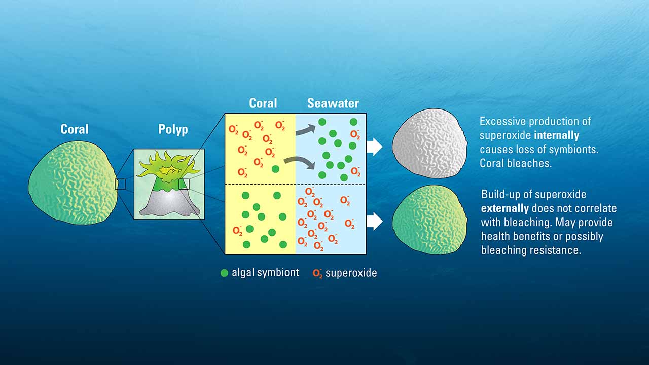 New Studies Take a Second Look at Coral Bleaching Culprit