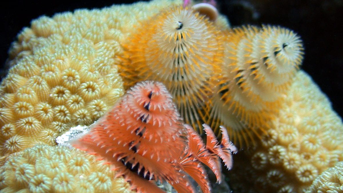 Merry Christmas Tree Worm