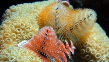 Merry Christmas Tree Worm