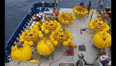 Decked Out in Yellow