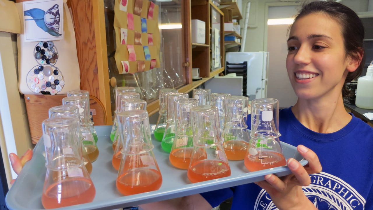 Serving Up Synechococcus