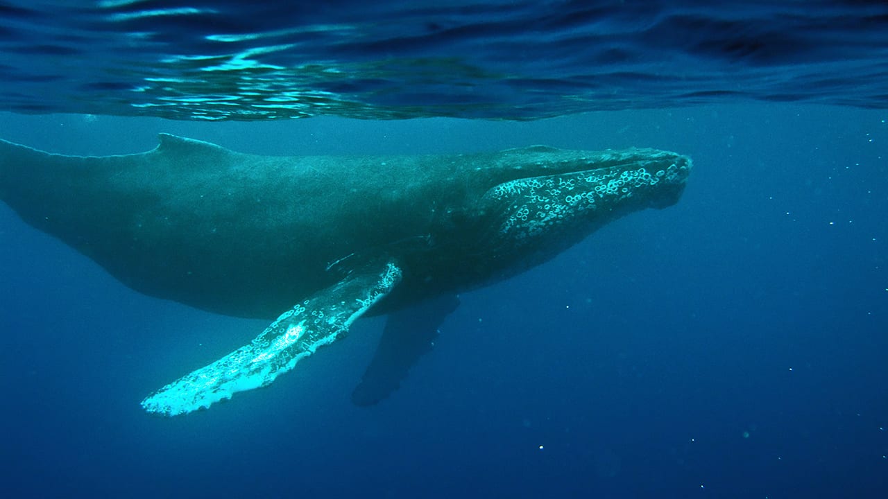 Whale Songs in Motion