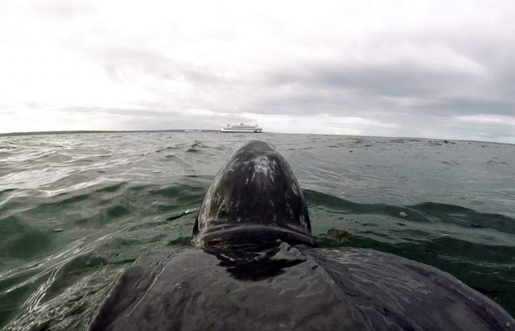 To Track a Sea Turtle