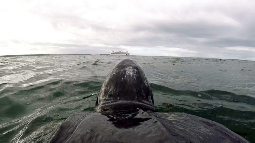 To Track a Sea Turtle