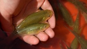 Some Fish Quickly Adapt to Lethal Levels of Pollution