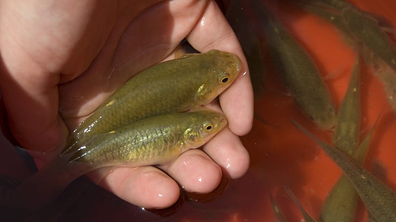 Two Killifish