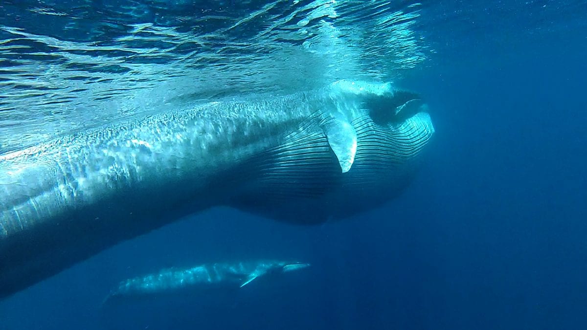 Big Gulp – Woods Hole Oceanographic Institution