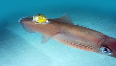 Tailing a Fast Squid