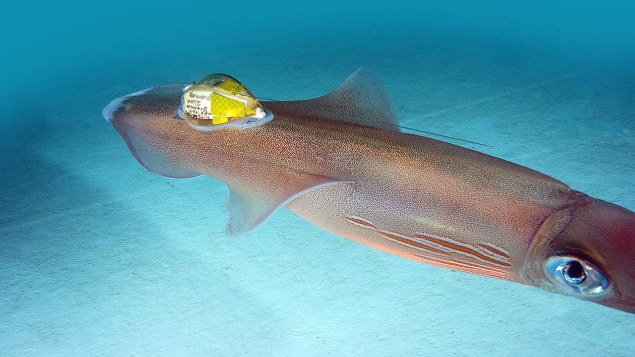 Tailing a Fast Squid