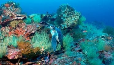 Uncovering Undersea Marvels
