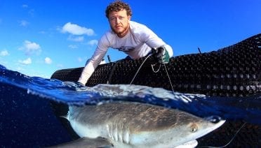 Status Updates from Sharks