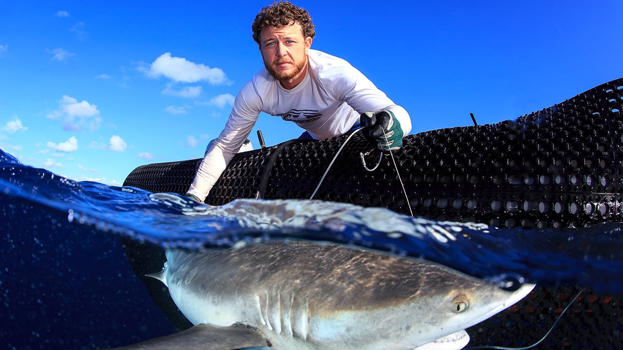 Status Updates from Sharks