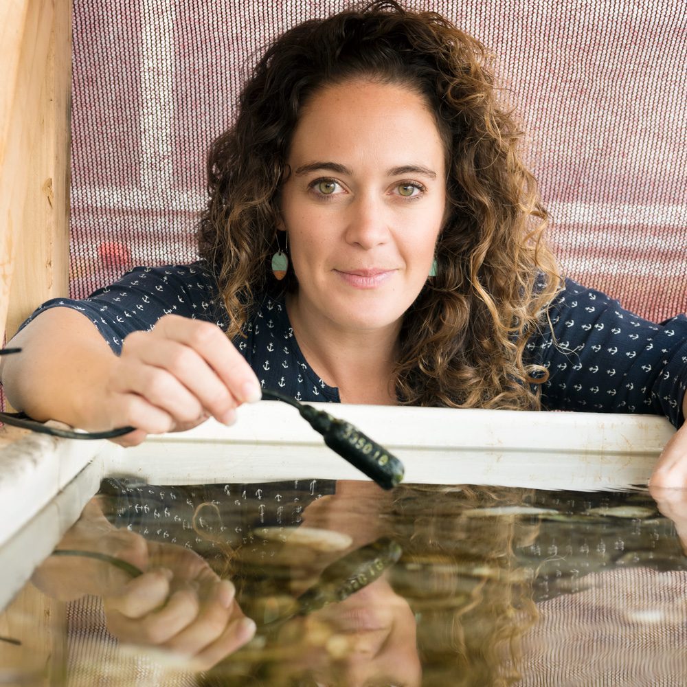 Lillis uses a small, waterproof microphone called a hydrophone to record the shrimp's underwater snapping sounds