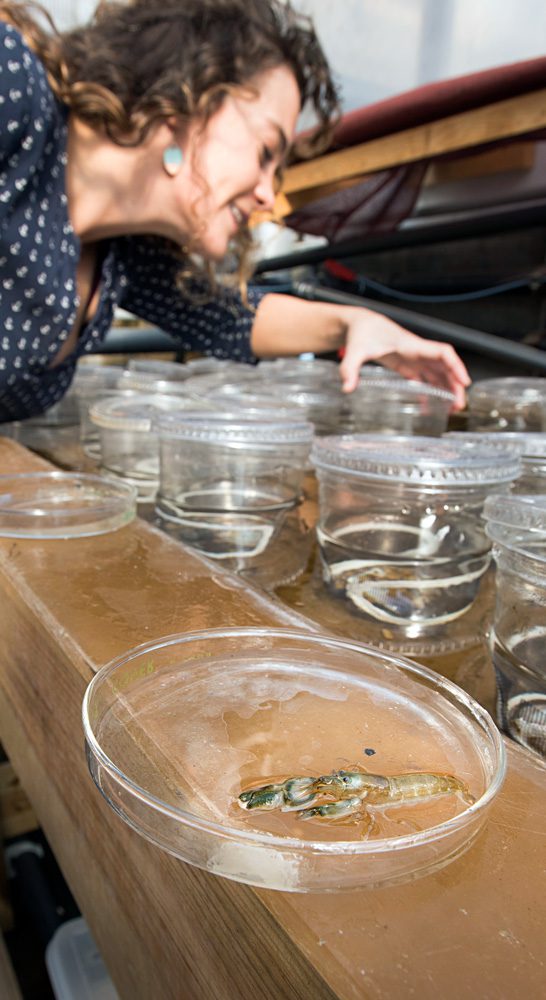 Lillis studies how the shrimp's snapping behavior changes with factors such as time of day, temperature, and the proximity of other shrimp.