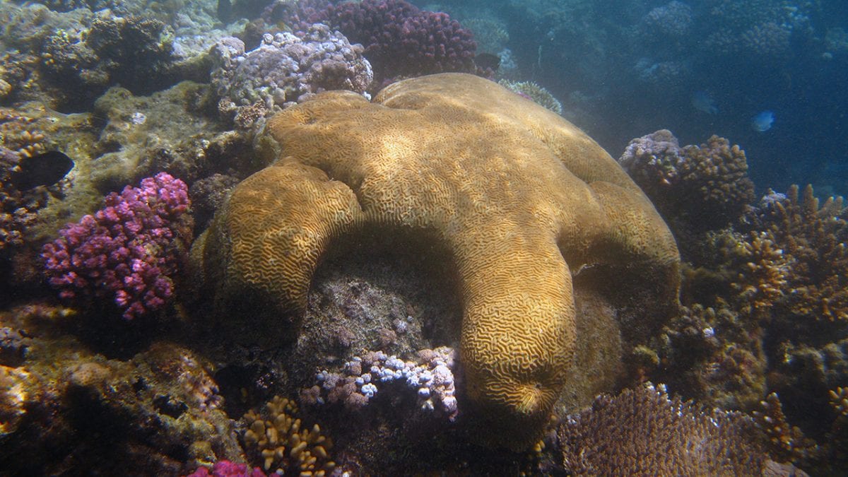Corals Reveal Past Climate
