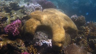 Corals Reveal Past Climate