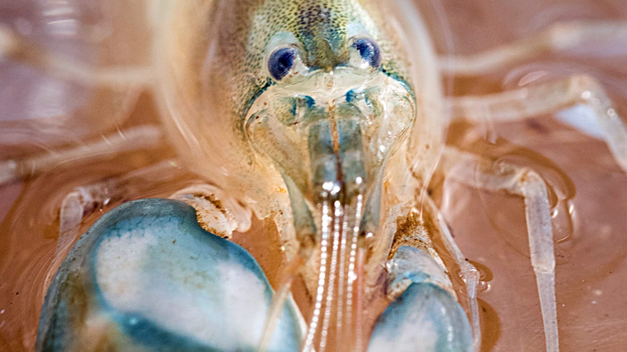 Snapping Shrimp