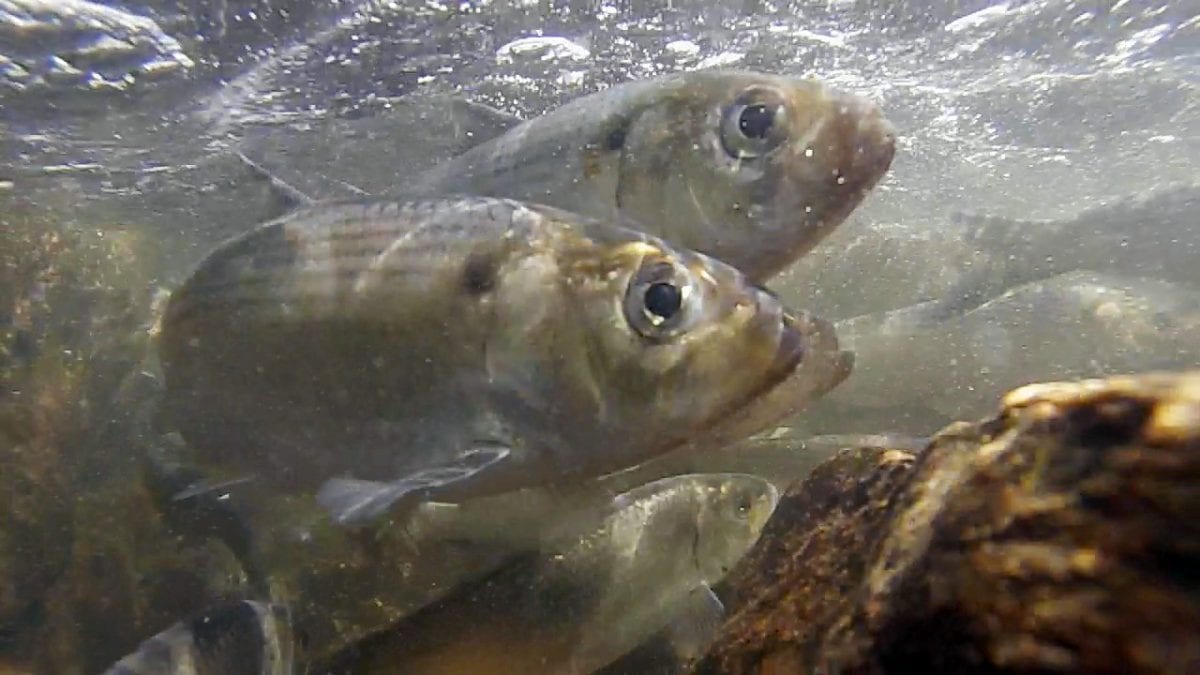 A Big Decline of River Herring