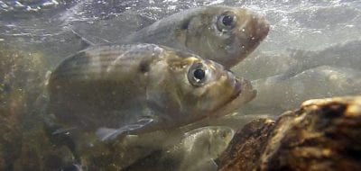 A Big Decline of River Herring