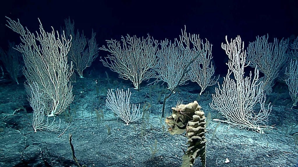 frame_grab_Coral_Forest_NOAA_OER_454813.jpg