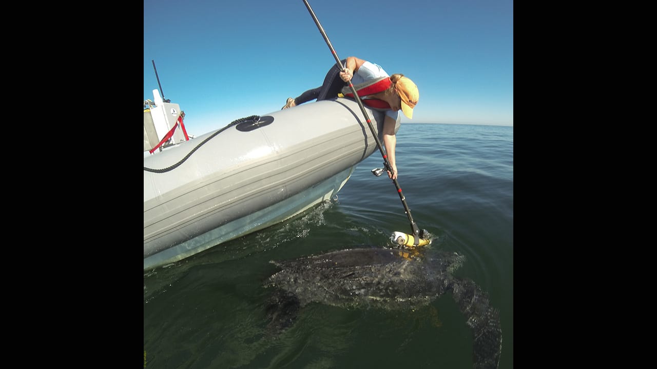 Follow the Turtles