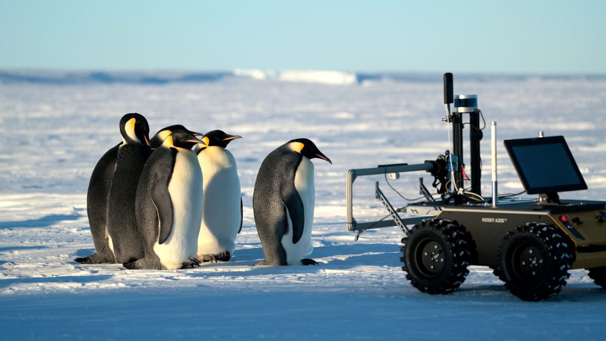 Emperor penguins in Antarctica introduce themselves to ECHO