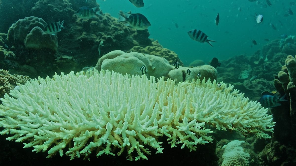 Corals Die as Global Warming Collides with Local Weather in the South China Sea