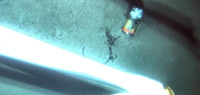 Why Did the El Faro Sink?