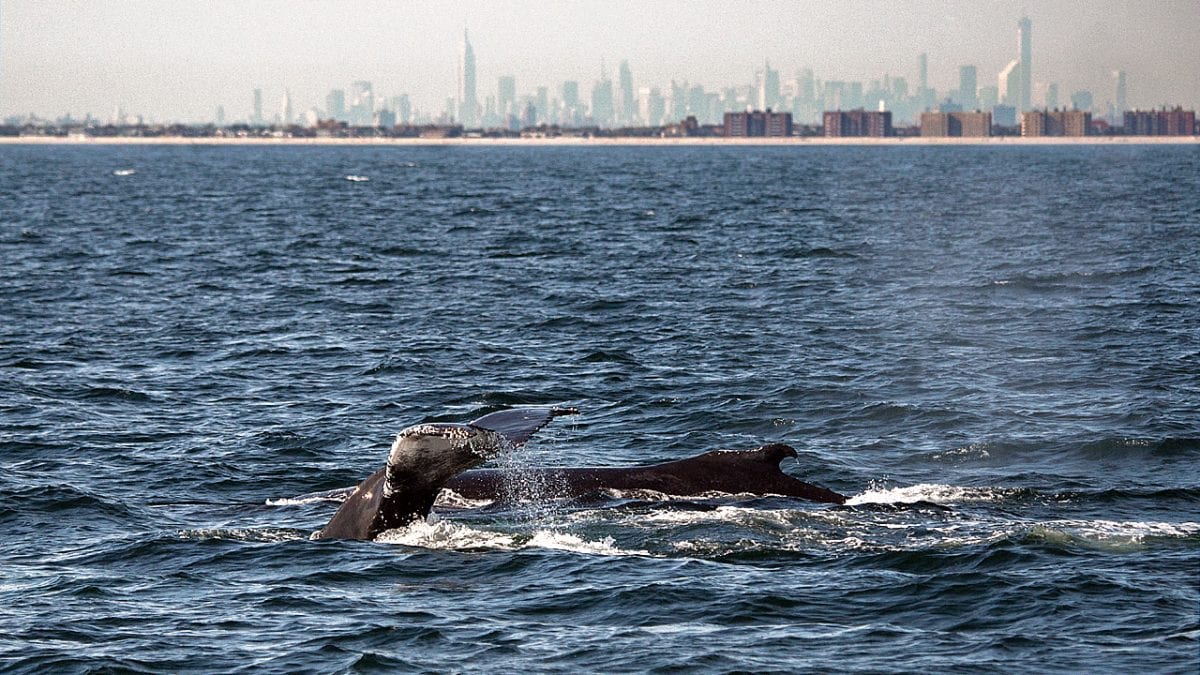 Eavesdropping on Whales