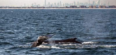 Eavesdropping on Whales
