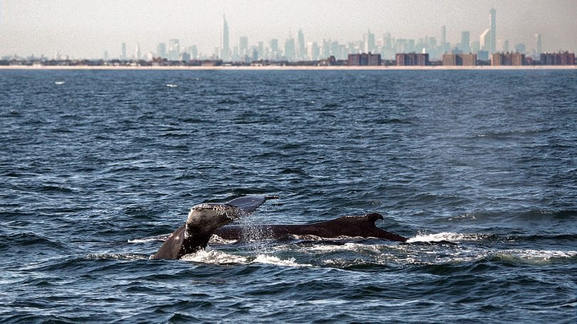 Eavesdropping on Whales