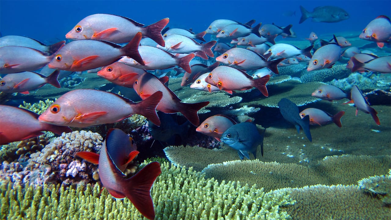 Earth = Ocean Day