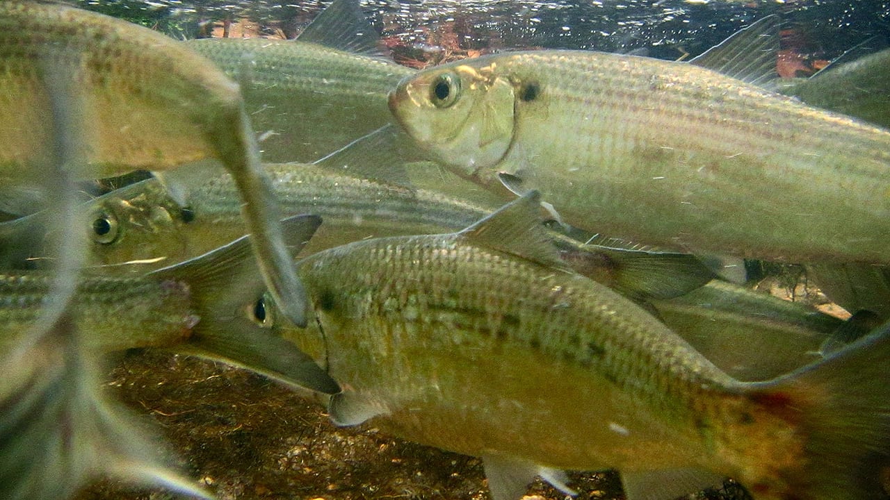 A School for Alewives