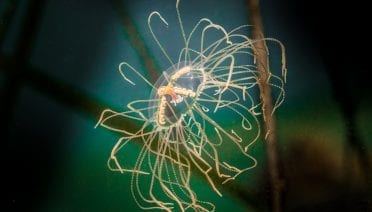 Tracing the Puzzling Origins of Clinging Jellyfish
