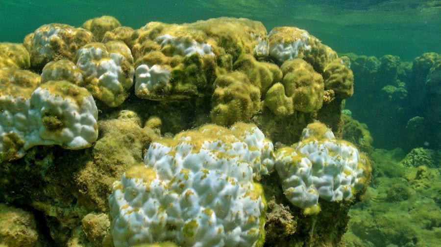 Coral_bleaching-Releases-3_South_China_Sea_Thomas_DeCarlo_ed_462573.jpg