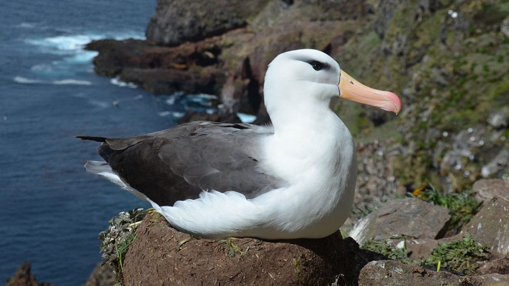 albatross-1280_462353.jpg