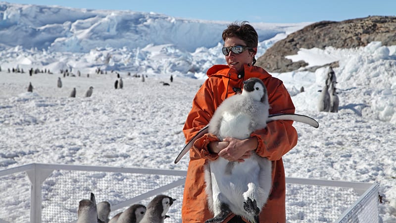 Jenouvrier holding Emperor penguin