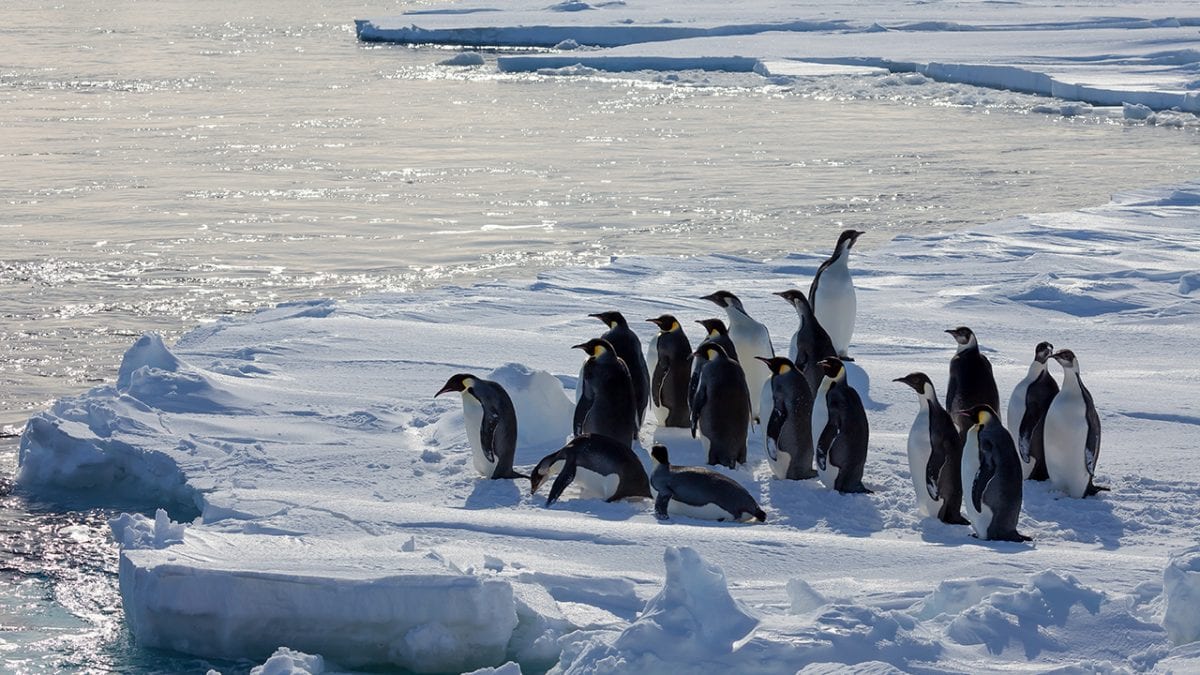 Finding New Homes Won't Help Emperor Penguins Cope with Climate Change