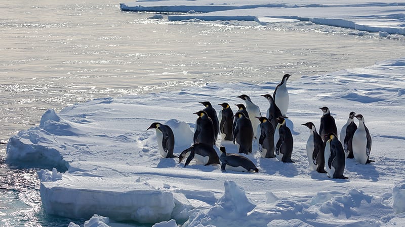 group of emperor penguin