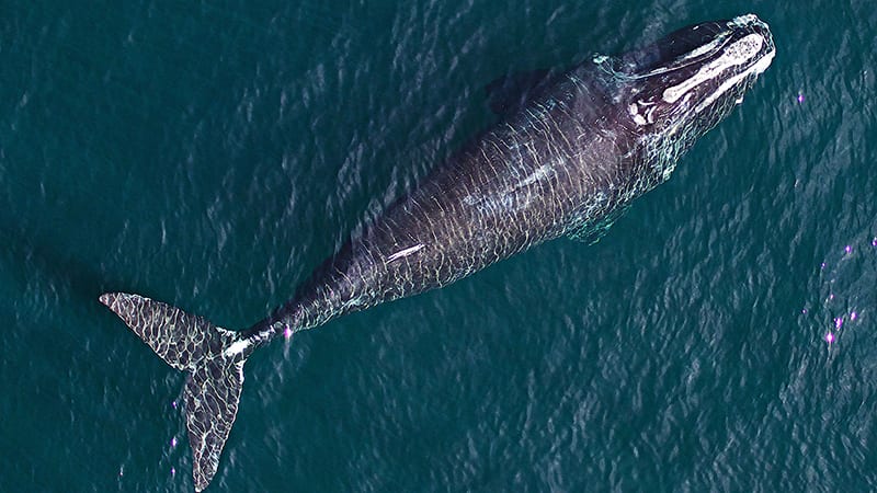 Six Right Whales Die In Canadian Waters In Less Than Three Weeks