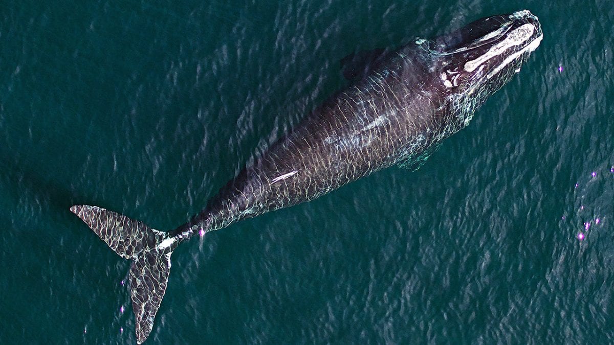 Bird's-Eye View on Whale Health