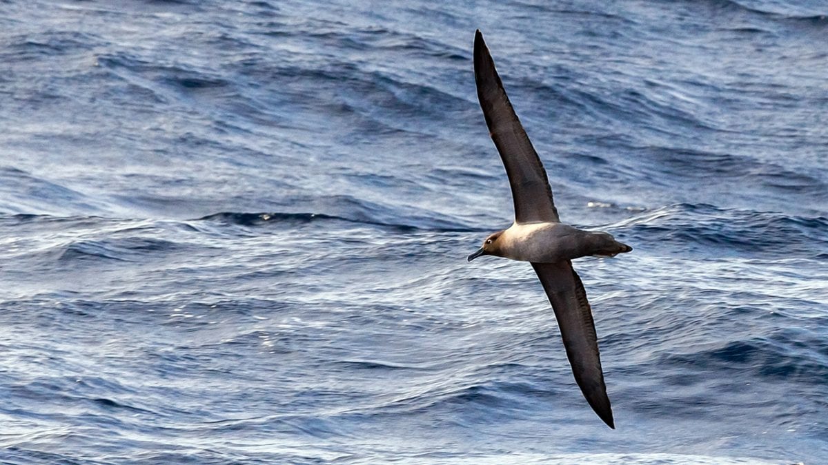 Soaring and Declining Albatrosses