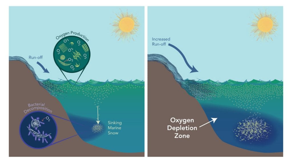 17G0604_OceanCross-SectionComparisonofO2DepletionIllustration_SuneNielsen-ChadOstrander_MasterFile_468473.jpg