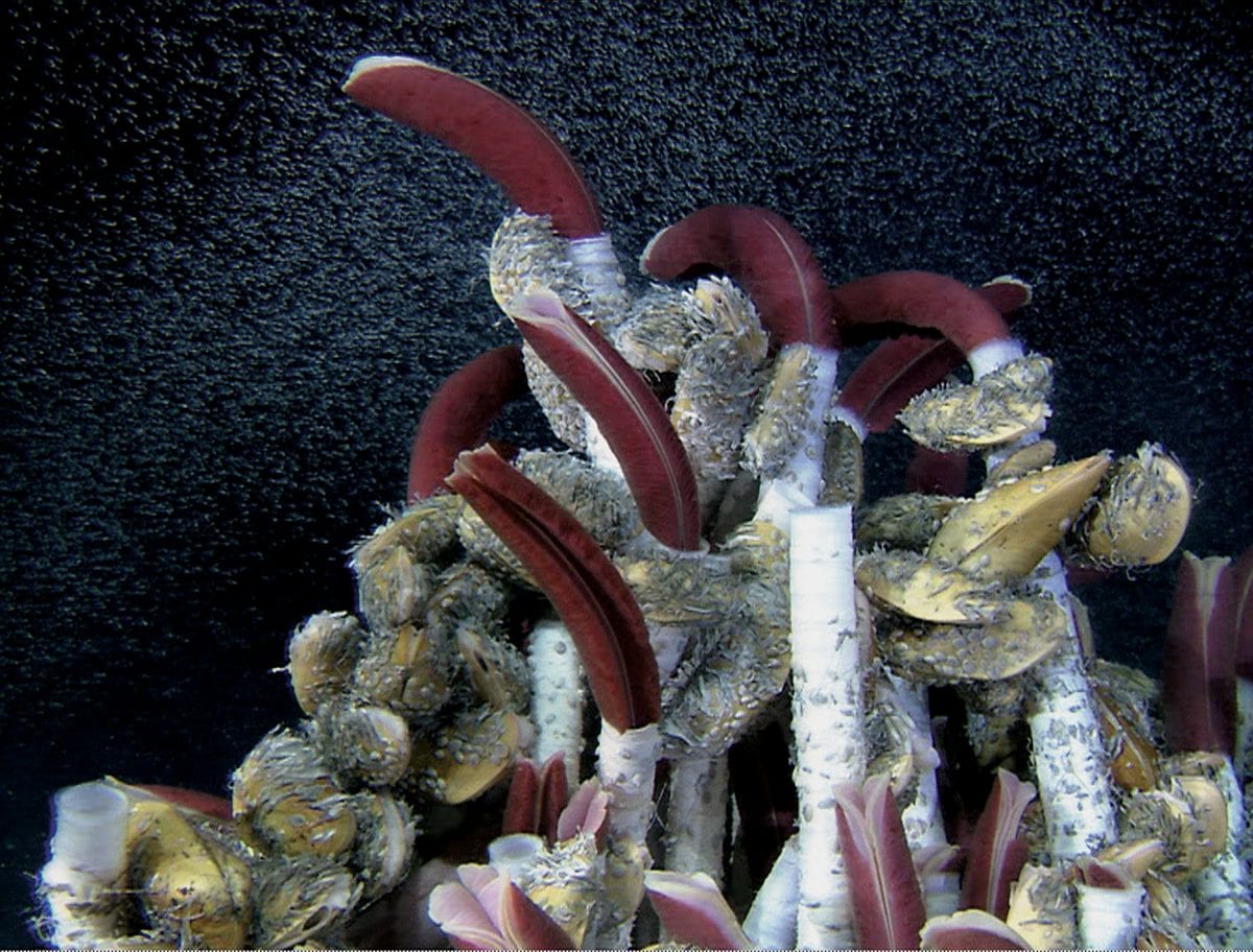 WHOI Hosts Public Event Celebrating the 40th Anniversary of the Discovery of Deep-Sea Hot Springs