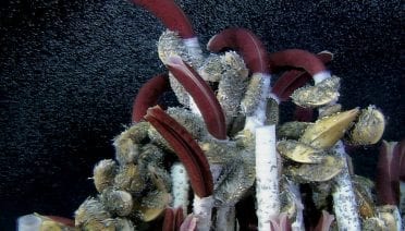 WHOI Hosts Public Event Celebrating the 40th Anniversary of the Discovery of Deep-Sea Hot Springs