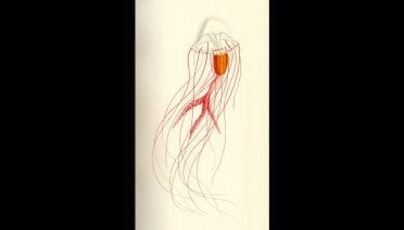 Drawing Science From the Sea