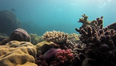Many Languages, One Ocean