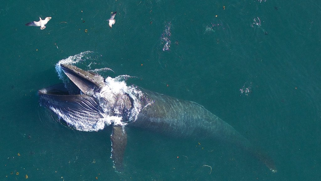 1280Hb_lunge_feeding_Vancouver_Island(1)_475195.jpg