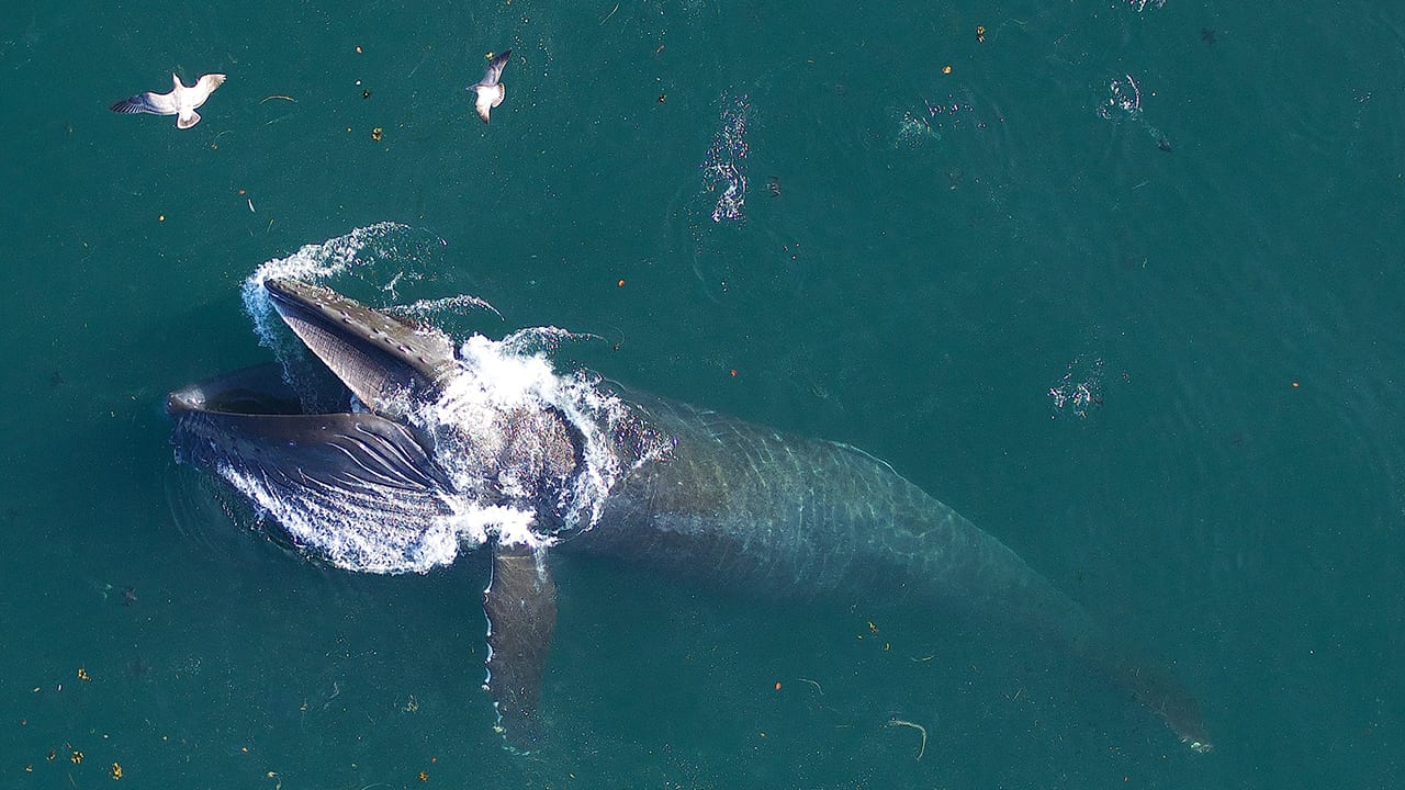 Study Identifies Whale Blow Microbiome