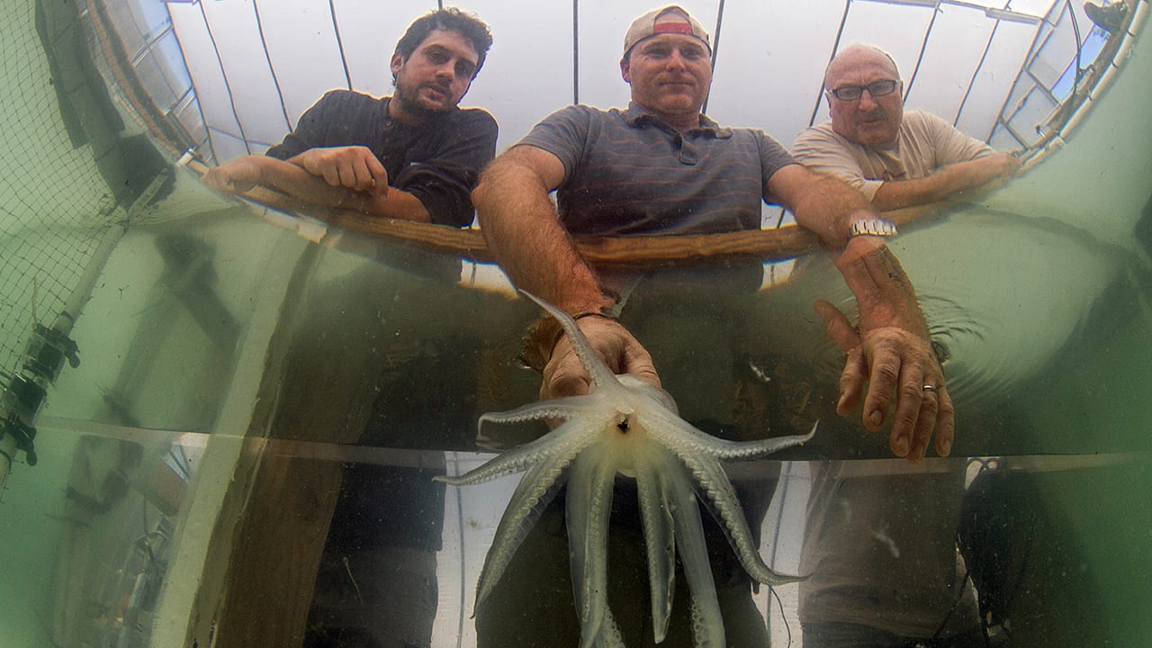 Tracking a Swimming Squid